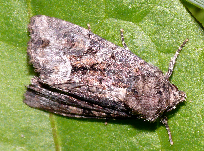 Oligia strigilis/latruncula/versicolor