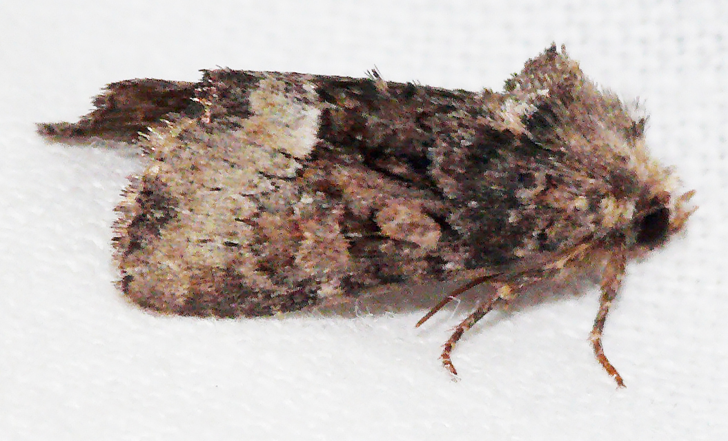 Oligia strigilis/latruncula/versicolor