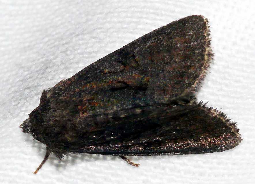 Oligia strigilis/latruncula/versicolor