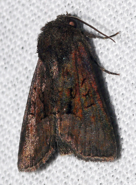Oligia strigilis/latruncula/versicolor