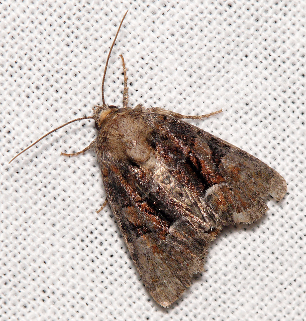 Oligia strigilis/latruncula/versicolor