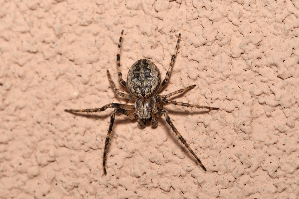 Larinioides ixobolus - ereszalji keresztespók