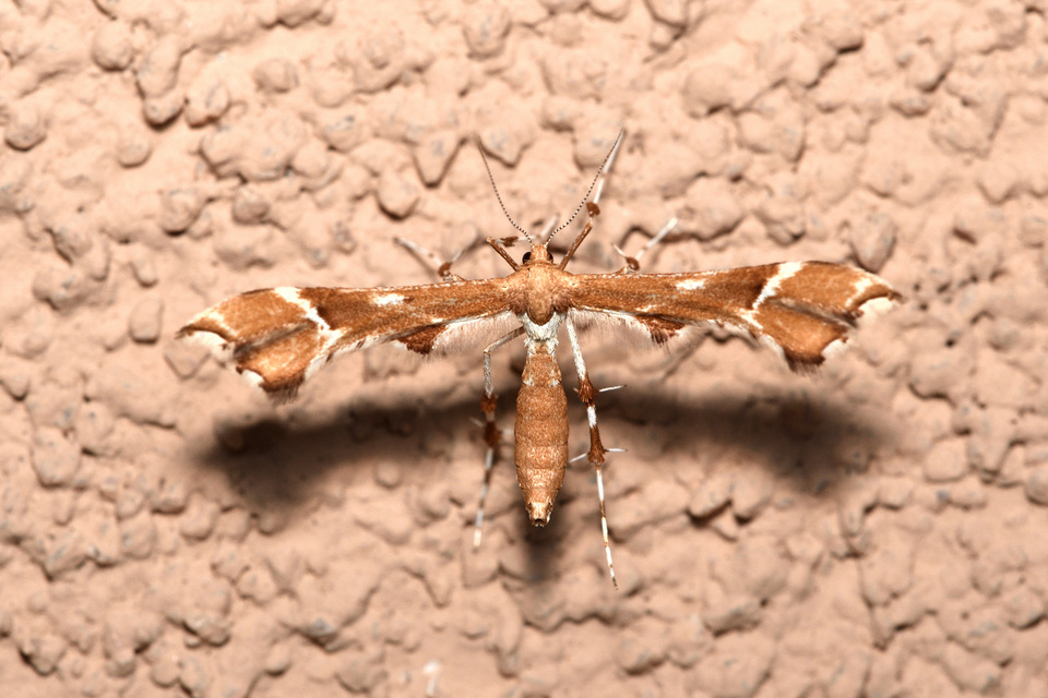Cnaemidophorus rhododactyla - rózsabogyó-tollasmoly