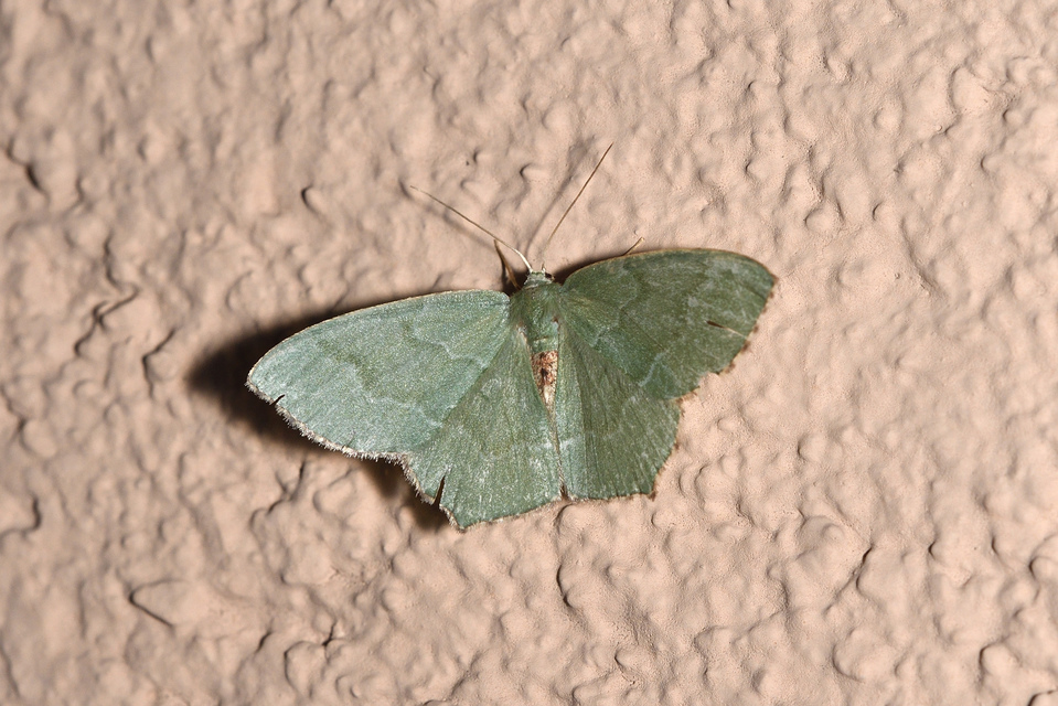Hemithea aestivaria - nyír-zöldaraszoló