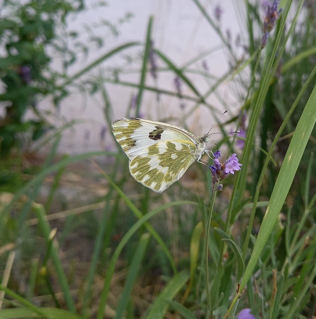 Pontia edusa - rezedalepke