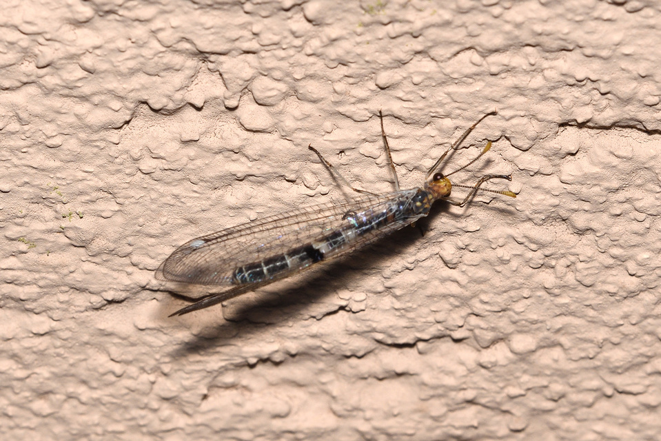 Megistopus flavicornis - kétfoltos hangyaleső