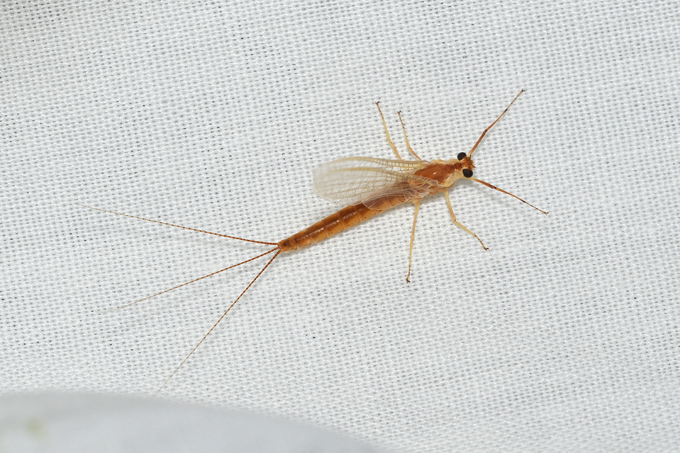 Potamanthus luteus - folyamvirág