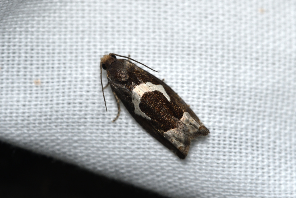 Epiblema foenella - kampósfoltú tükrösmoly