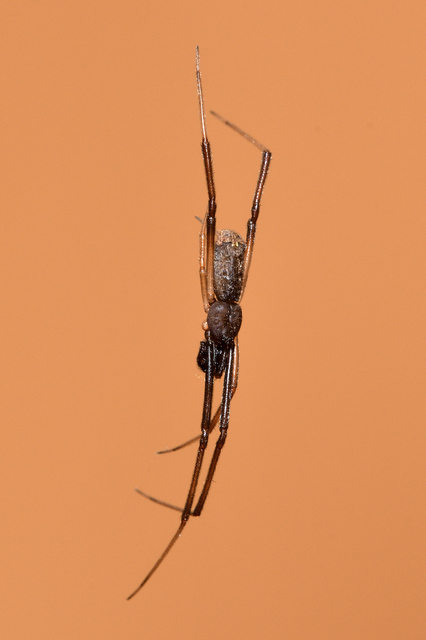 Episinus truncatus - csonka törpepók