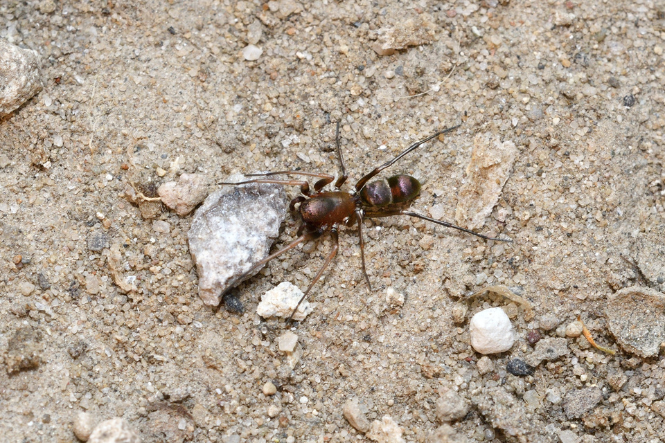Micaria formicaria