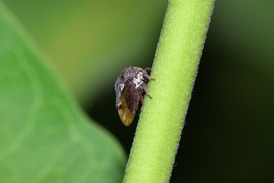 Centrotus cornutus - szarvaskabóca