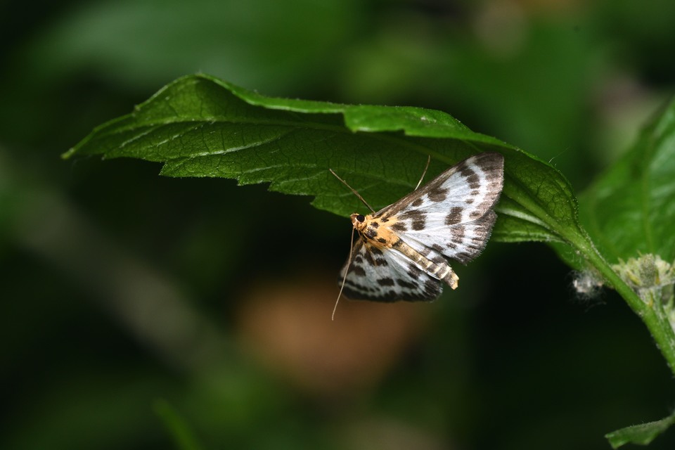 Anania hortulata - tarka csalánmoly