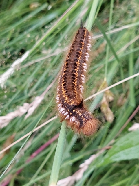 Euthrix potatoria - szomjas pohók