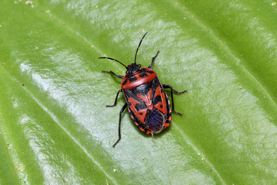 Eurydema