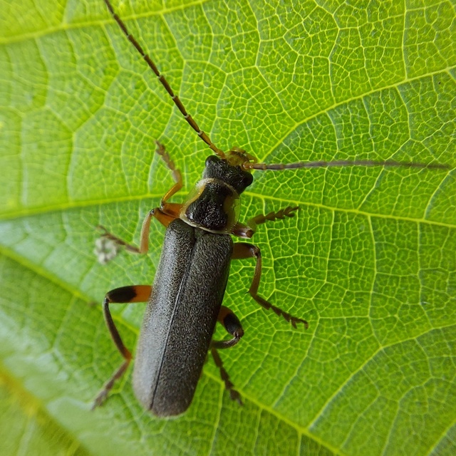 Cantharis nigricans - feketéllő lágybogár