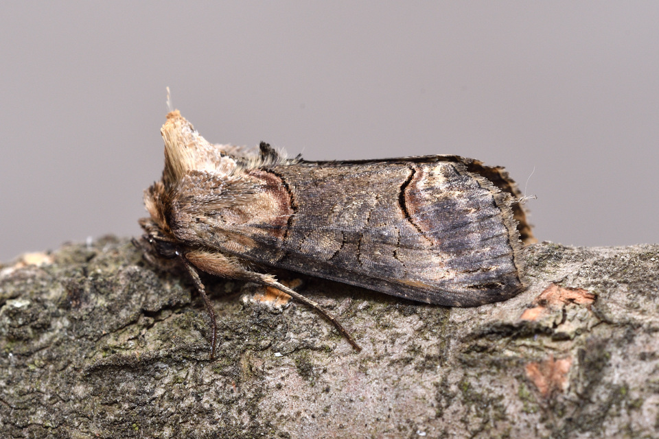 Abrostola triplasia - közönséges csalánbagoly
