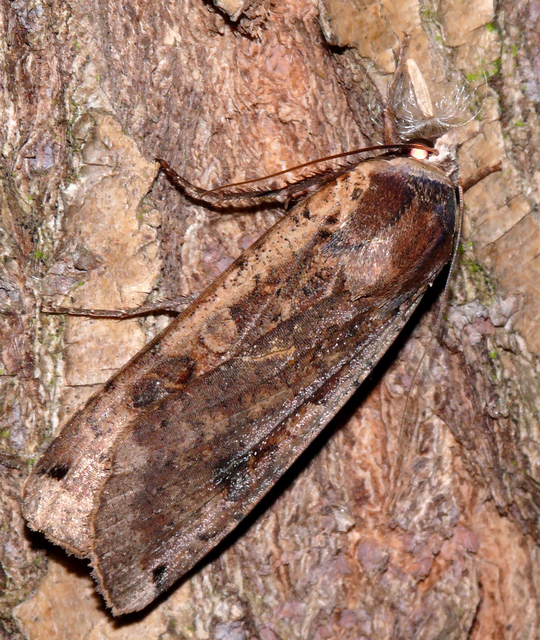 Noctua pronuba - nagy sárgafűbagoly