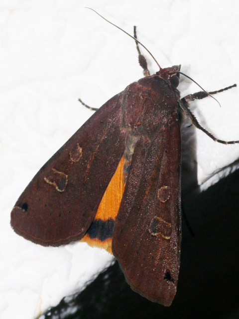 Noctua pronuba - nagy sárgafűbagoly