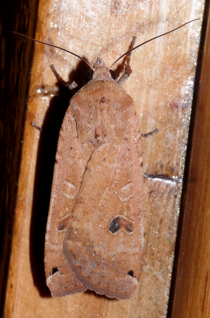 Noctua pronuba - nagy sárgafűbagoly