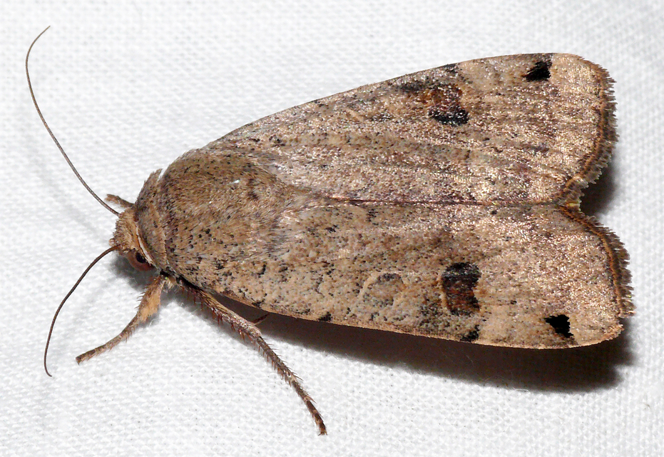 Noctua pronuba - nagy sárgafűbagoly