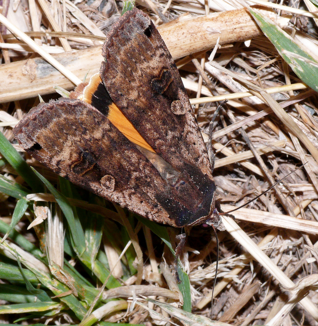 Noctua pronuba - nagy sárgafűbagoly