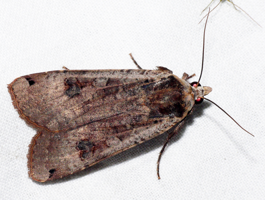 Noctua pronuba - nagy sárgafűbagoly