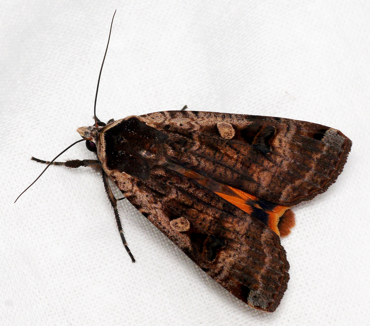 Noctua pronuba - nagy sárgafűbagoly
