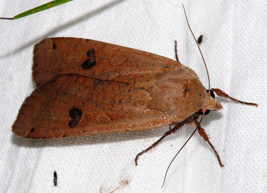 Noctua pronuba - nagy sárgafűbagoly