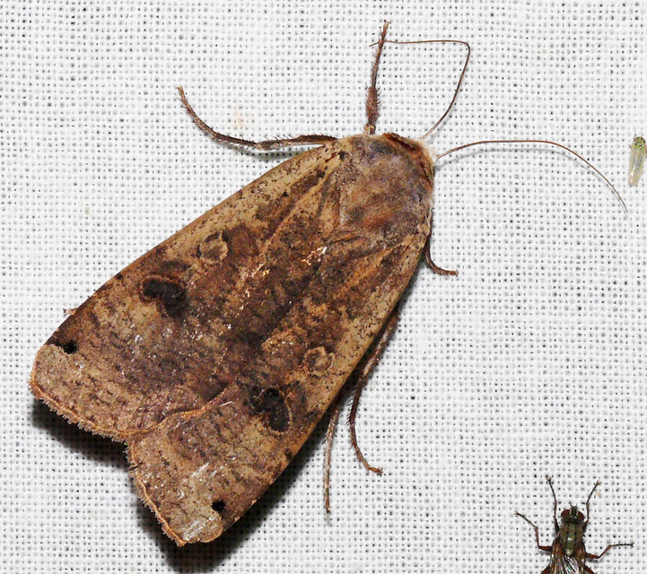 Noctua pronuba - nagy sárgafűbagoly