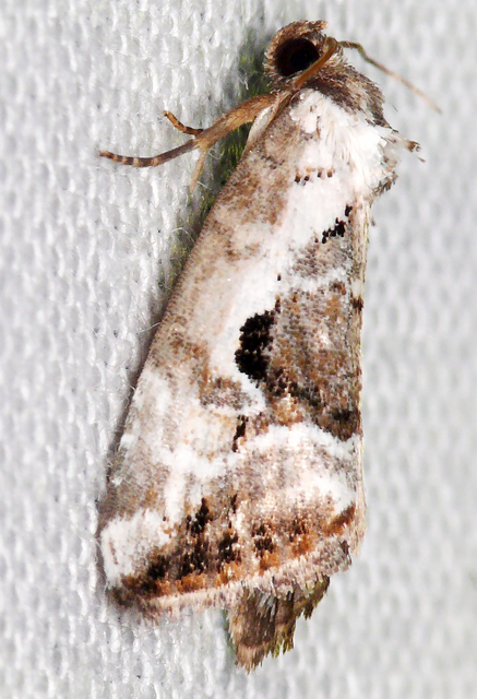 Hapalotis venustula - rózsaszínű mázasbagoly