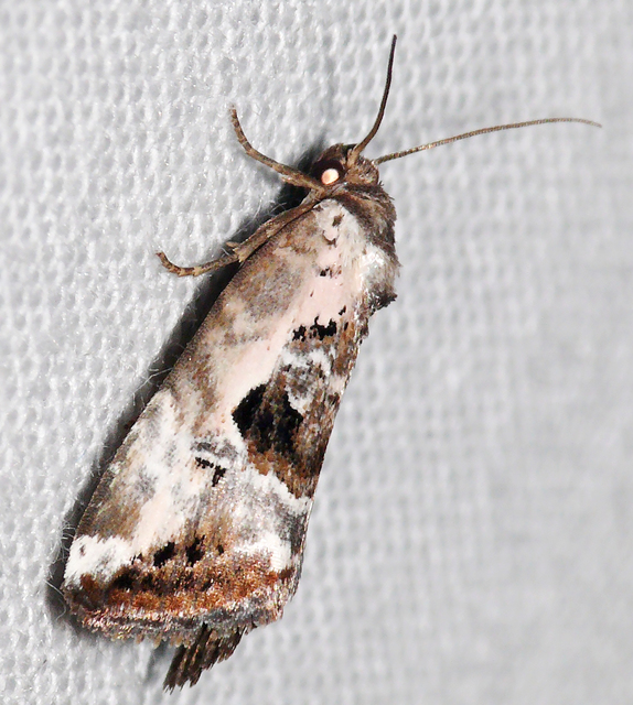 Hapalotis venustula - rózsaszínű mázasbagoly