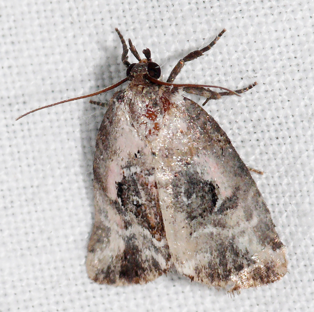 Hapalotis venustula - rózsaszínű mázasbagoly