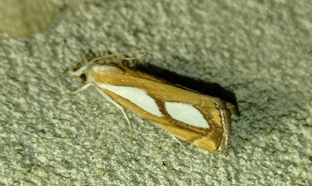 Catoptria pinella - ezüstös fűgyökérmoly