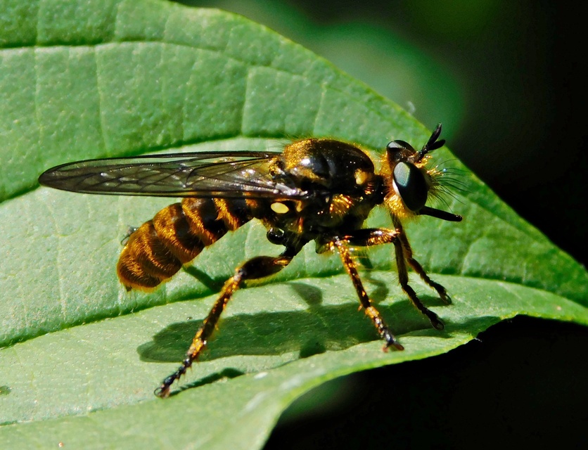 Choerades fimbriata/fulva