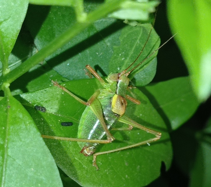 Barbitistes constrictus - északi málnaszöcske