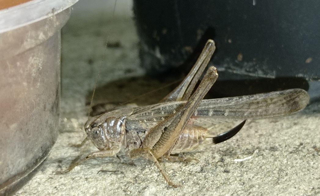 Platycleis grisea - szürke rétiszöcske