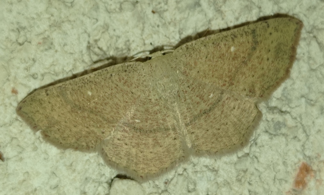 Cyclophora ruficiliaria - vörösrojtú pettyesaraszoló