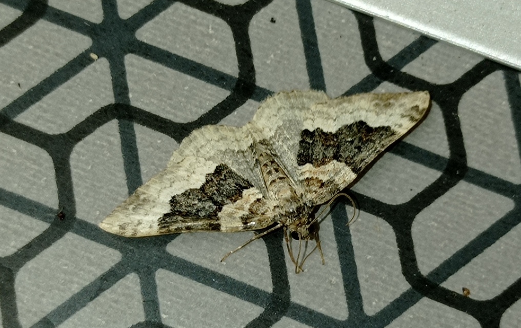 Epirrhoe galiata - sávos galajaraszoló
