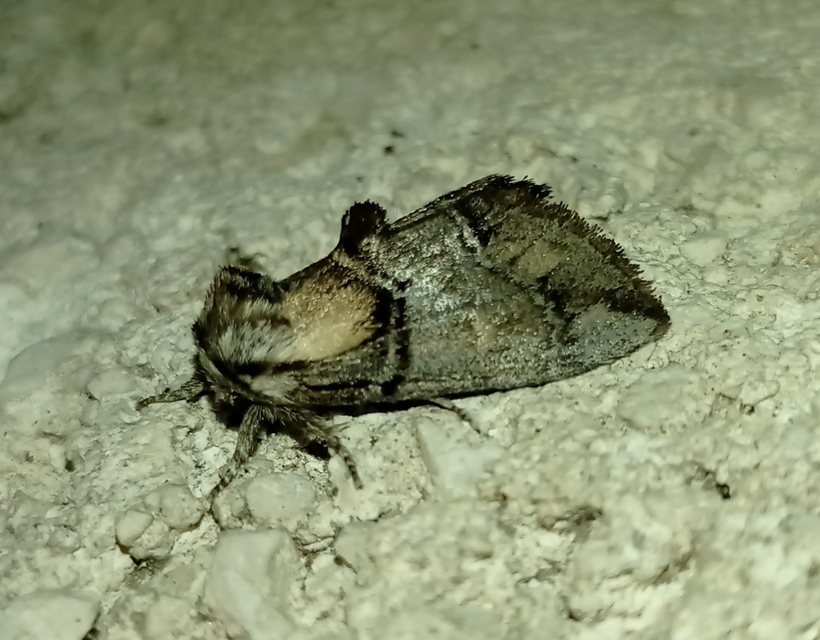 Drymonia velitaris - hegyi púposszövő