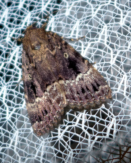 Amphipyra pyramidea - fahéjszínű bagoly
