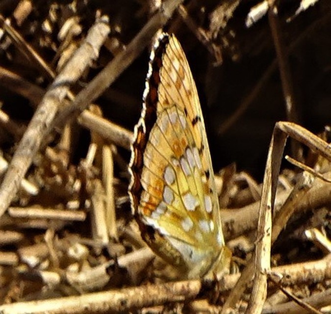 Argynnis adippe - ezüstös gyöngyházlepke