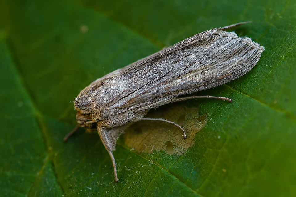 Cucullia umbratica - közönséges csuklyásbagoly