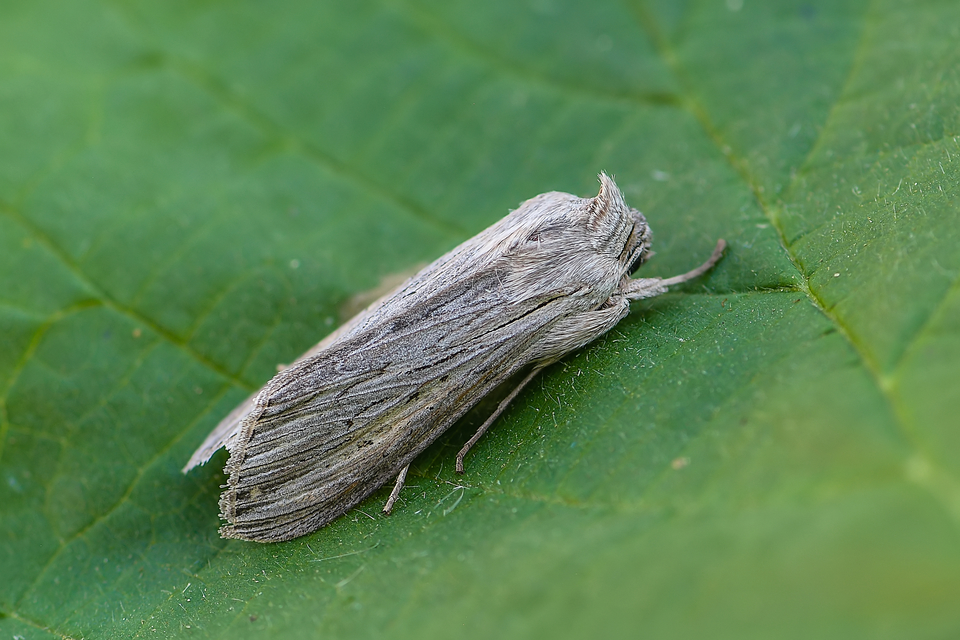 Cucullia umbratica - közönséges csuklyásbagoly