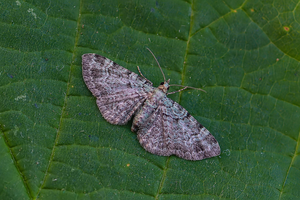 Pasiphila rectangulata - almavirág-araszoló