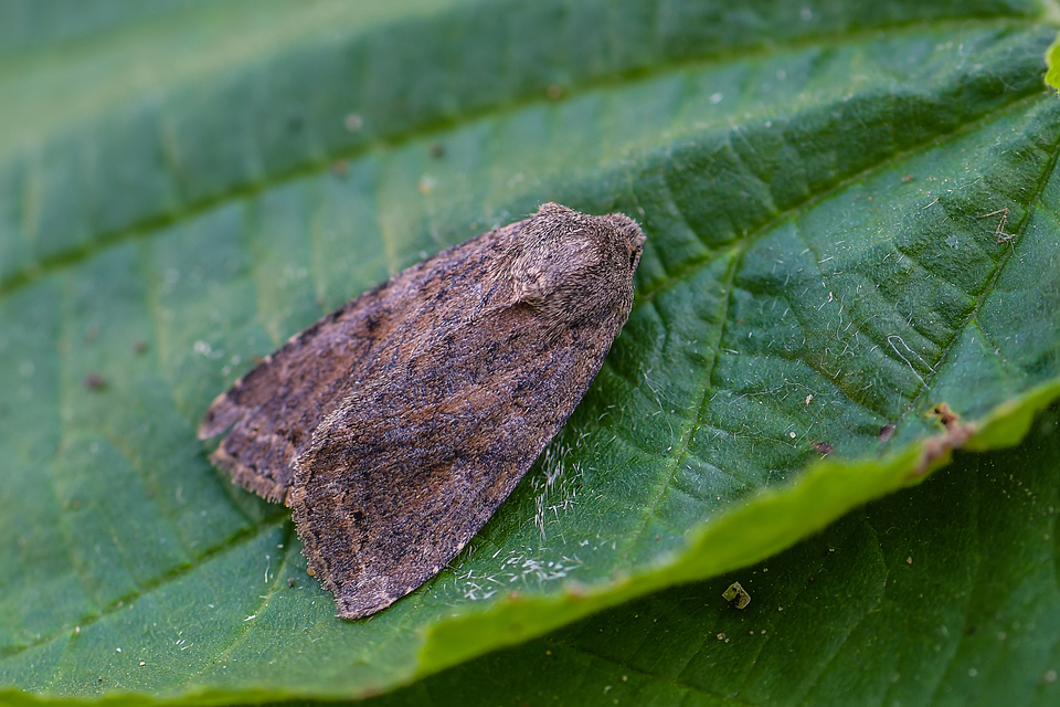 Apterogenum ypsillon - ipszilon-erdeibagoly