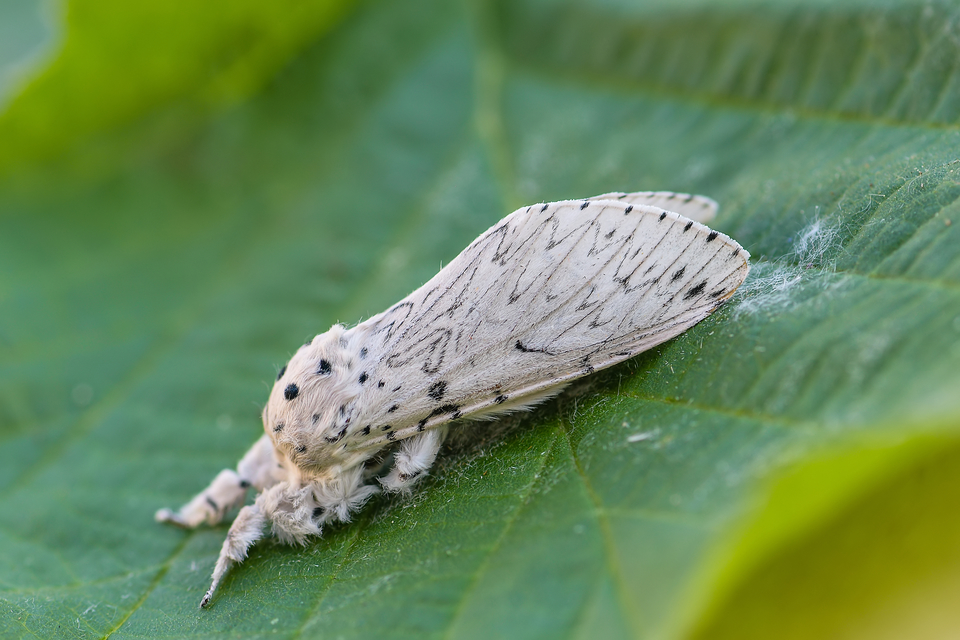 Cerura erminea - hermelin-púposszövő