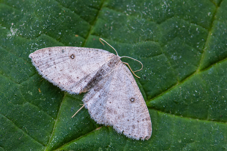 Cyclophora albipunctata - hegyi pettyesaraszoló