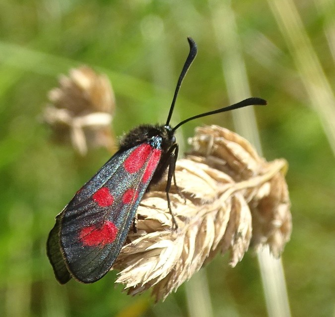Zygaena loti - közönséges csüngőlepke