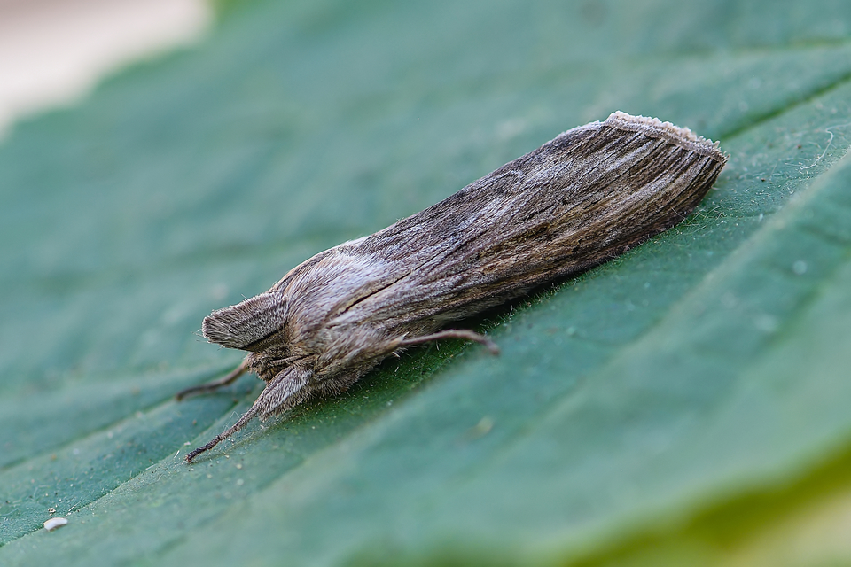 Cucullia umbratica - közönséges csuklyásbagoly