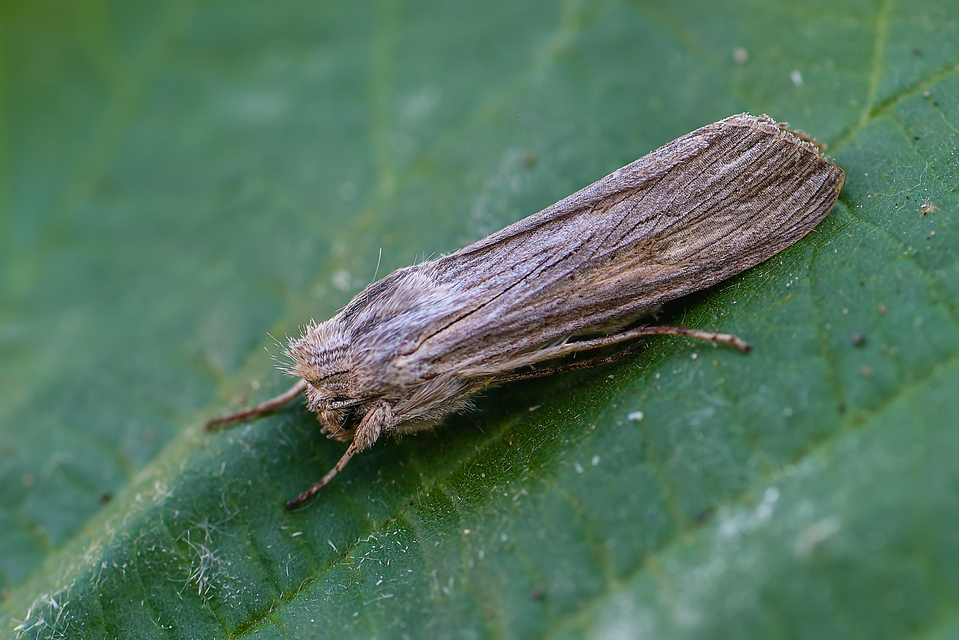 Cucullia umbratica - közönséges csuklyásbagoly
